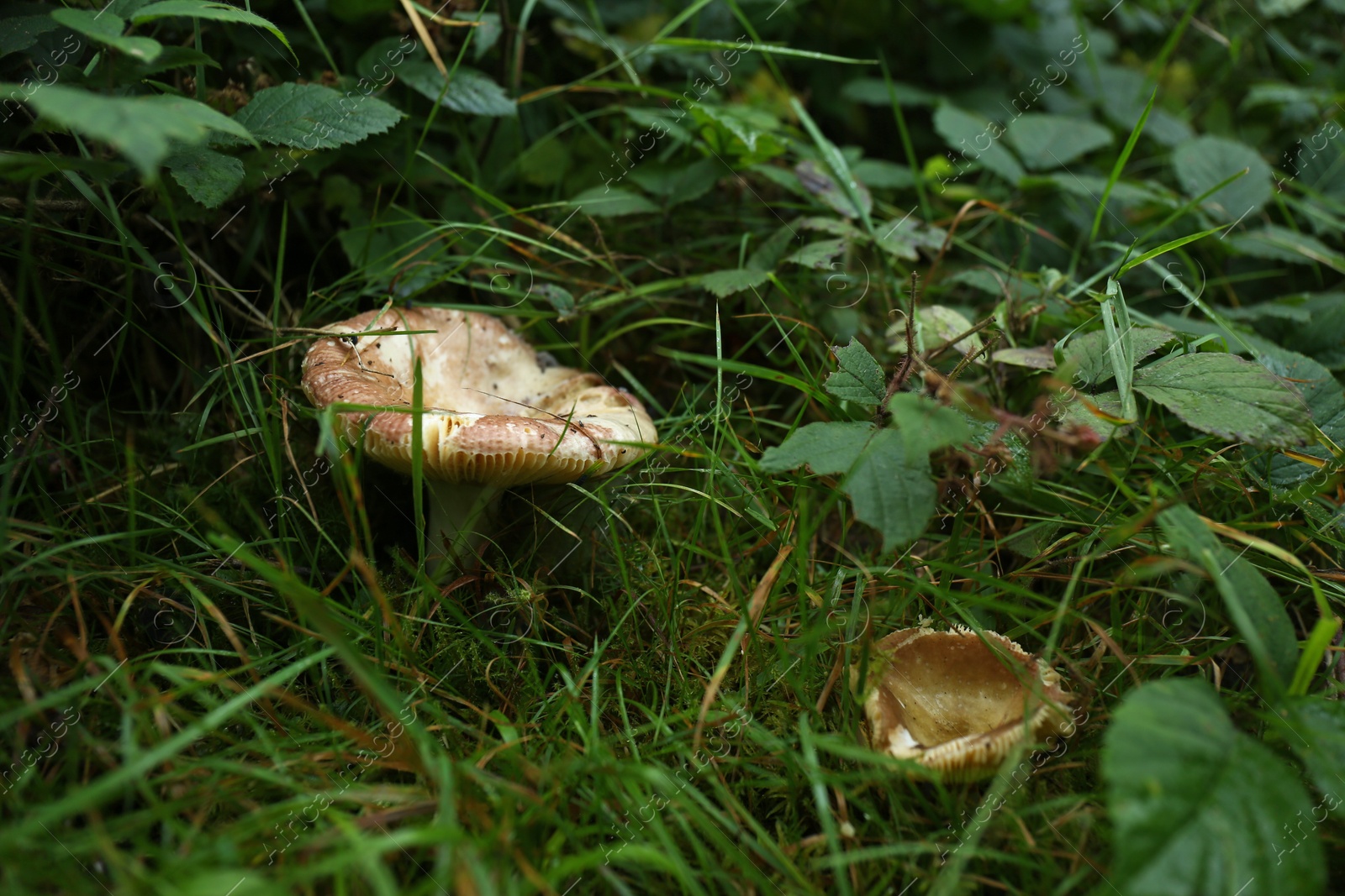 Photo of Wild mushrooms growing among green plants in forest