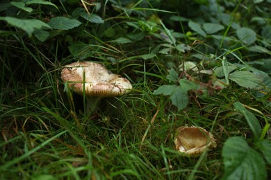 Wild mushrooms growing among green plants in forest