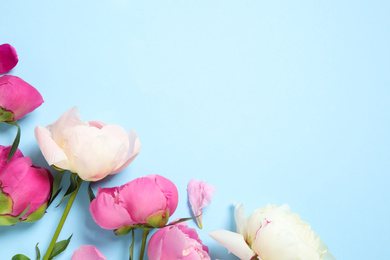 Beautiful peonies on light blue background, flat lay. Space for text