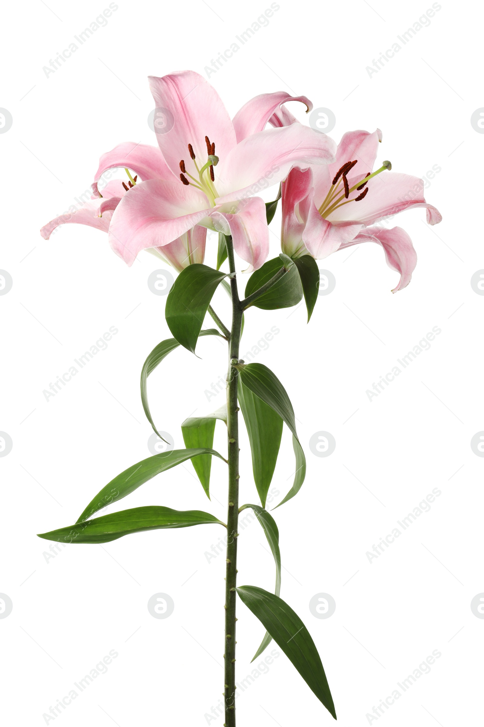 Photo of Beautiful lily plant with pink flowers isolated on white