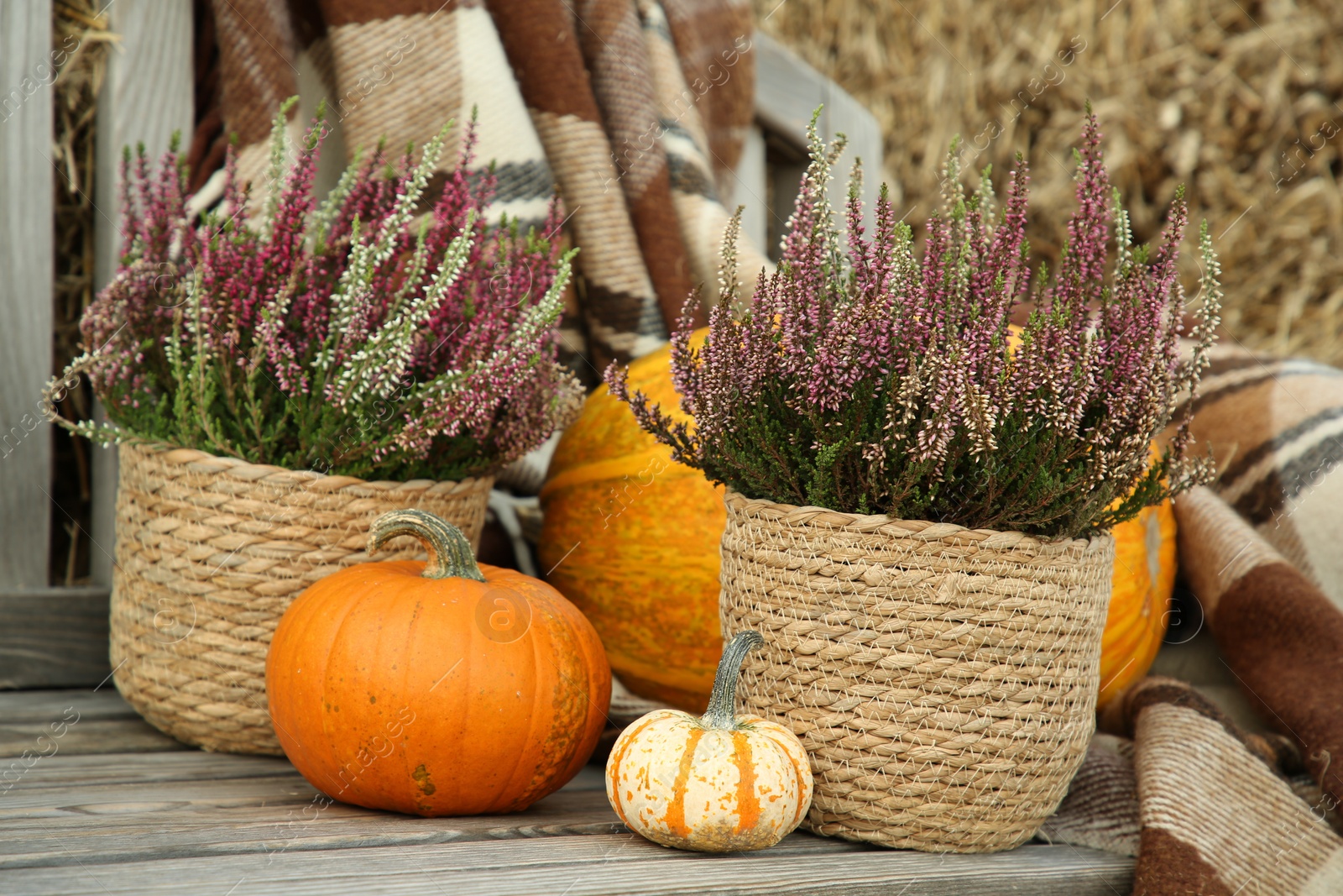 Photo of Beautiful composition with heather flowers in pots and pumpkins on wooden bench outdoors