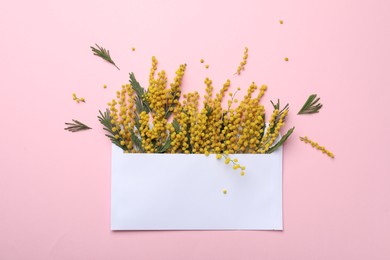 Photo of Beautiful mimosa flowers in envelope on pink background, flat lay. Space for text