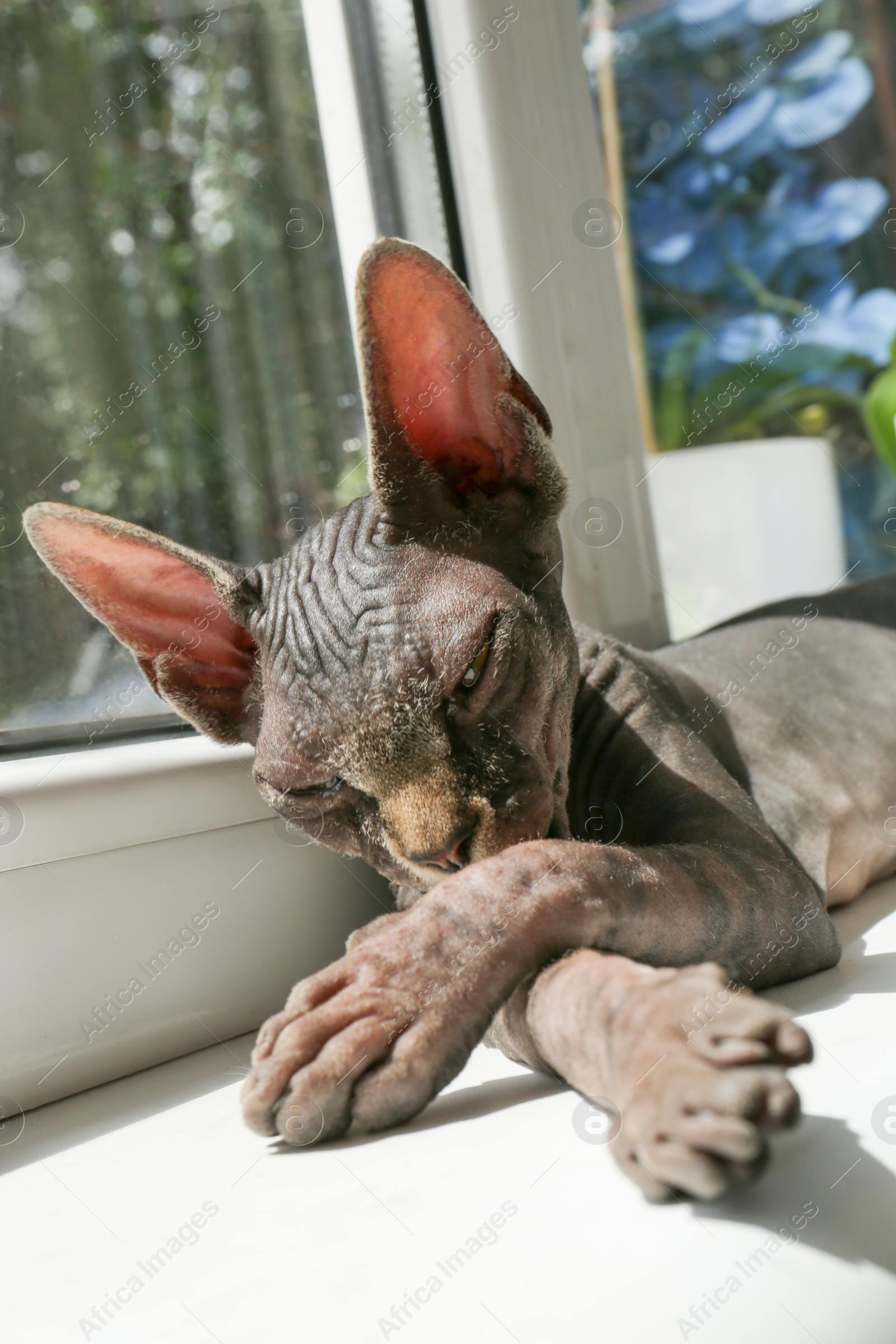 Photo of Adorable black Sphinx cat sleeping on windowsill indoors, closeup