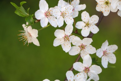 Cherry tree with white blossoms on green background, closeup. Spring season