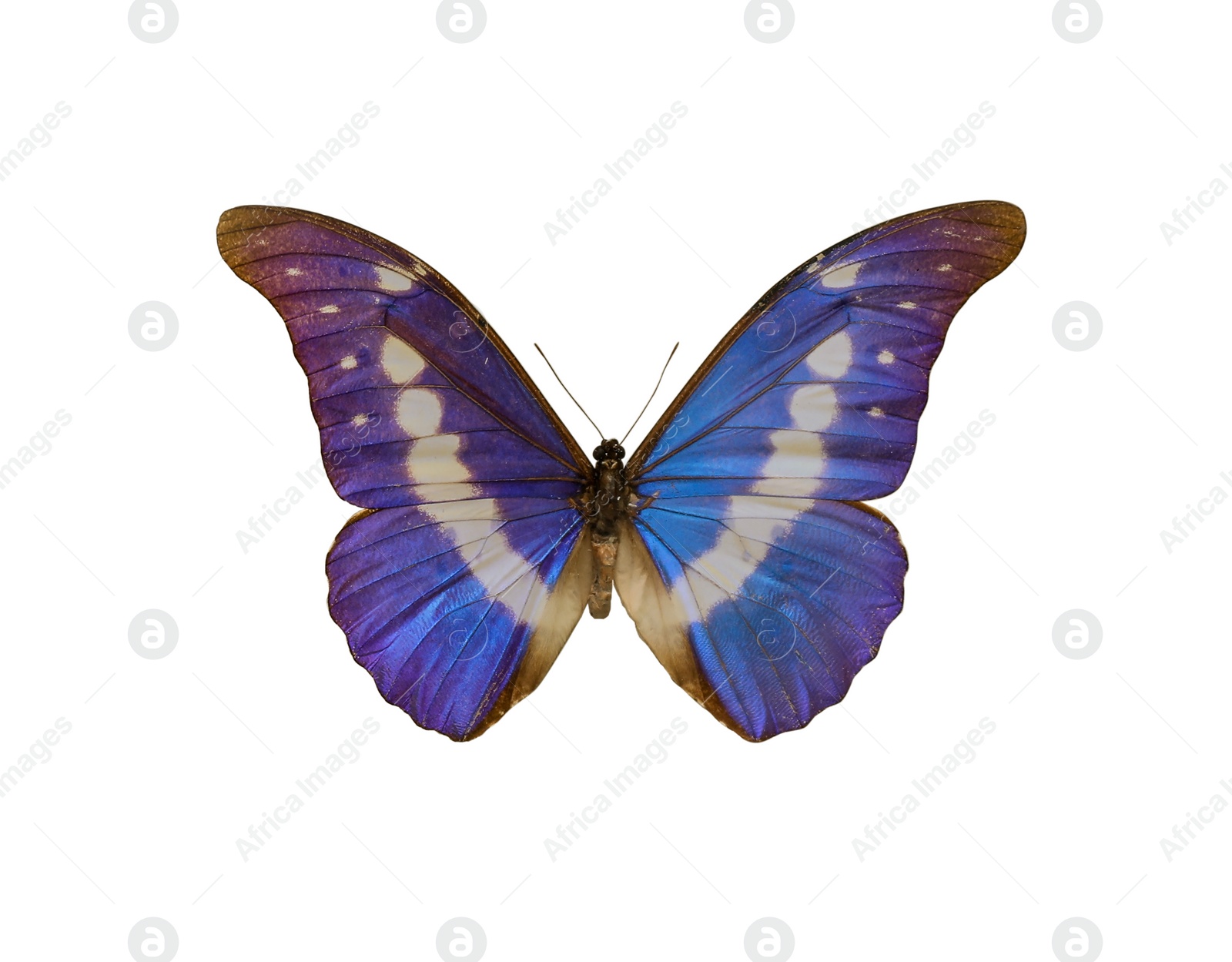 Image of Beautiful fragile exotic butterfly on white background