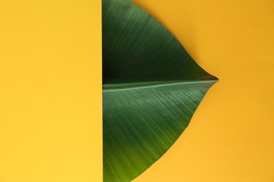 Photo of Composition with green banana leaf and space for text on color background, top view. Tropical foliage