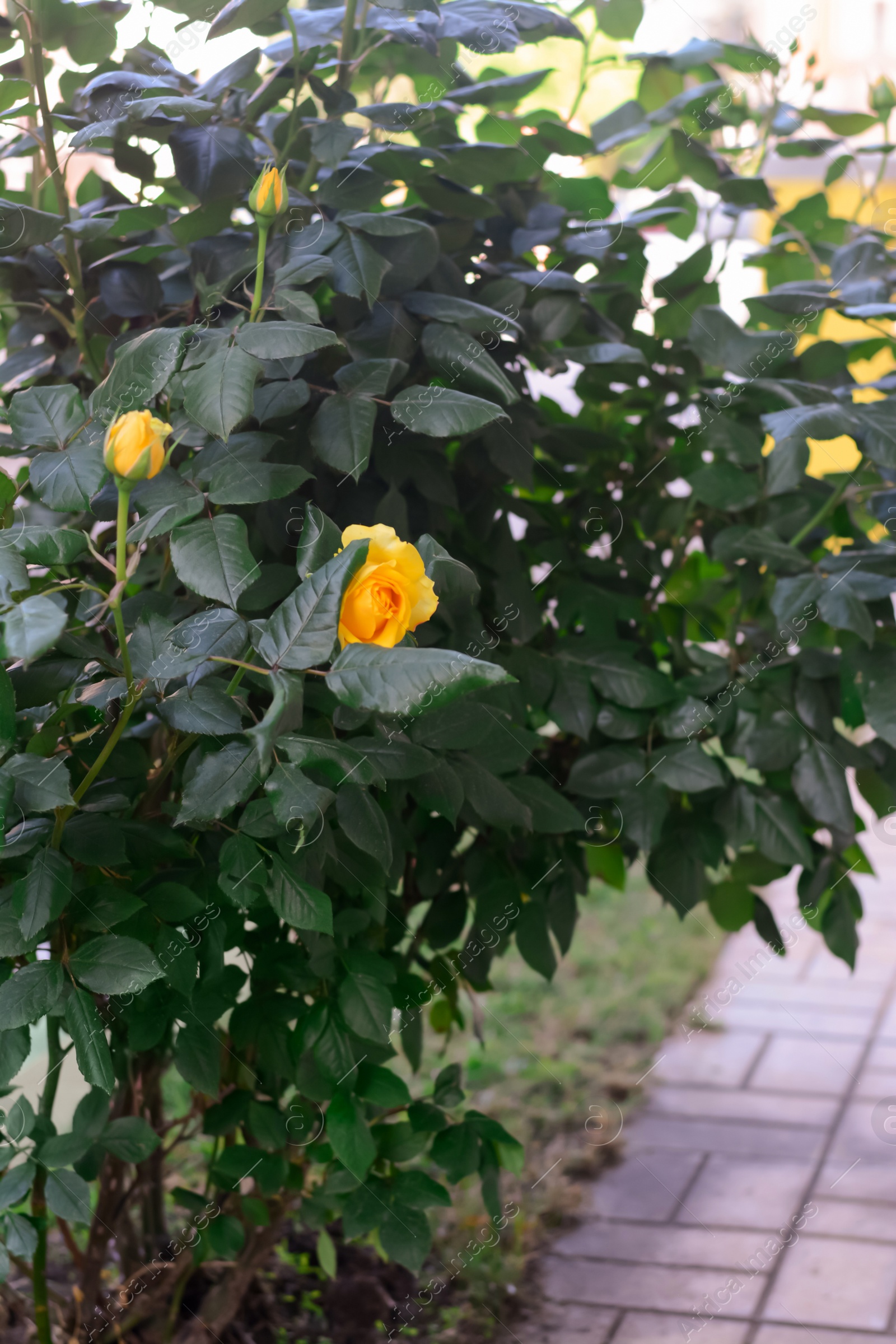 Photo of Beautiful blooming rose bush with yellow flowers outdoors