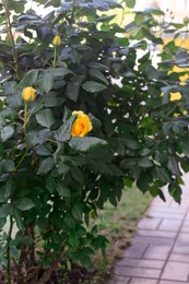 Photo of Beautiful blooming rose bush with yellow flowers outdoors