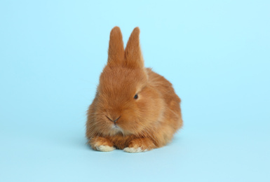 Photo of Adorable fluffy bunny on light blue background. Easter symbol