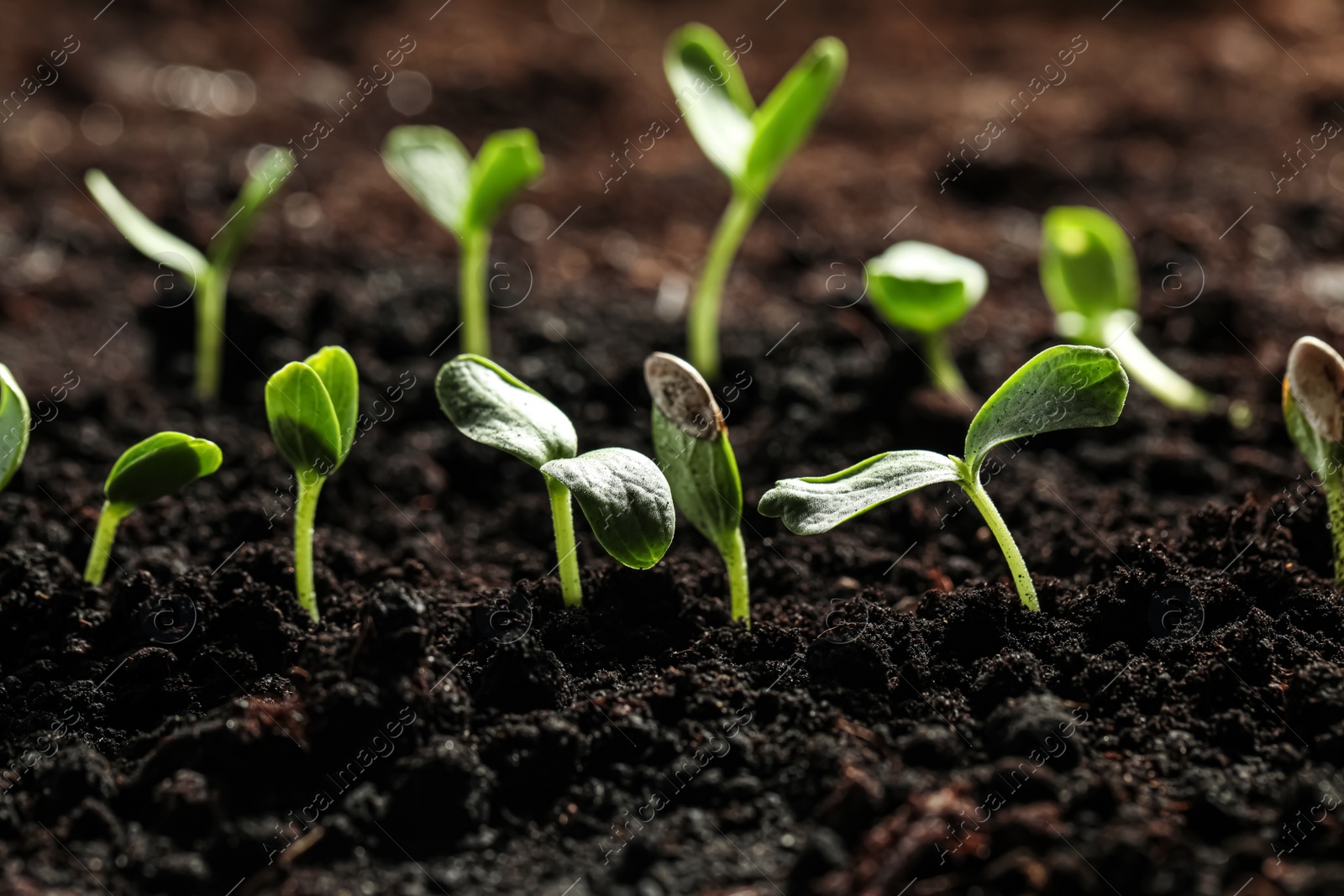 Photo of Young vegetable seedlings growing in soil outdoors