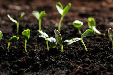 Young vegetable seedlings growing in soil outdoors