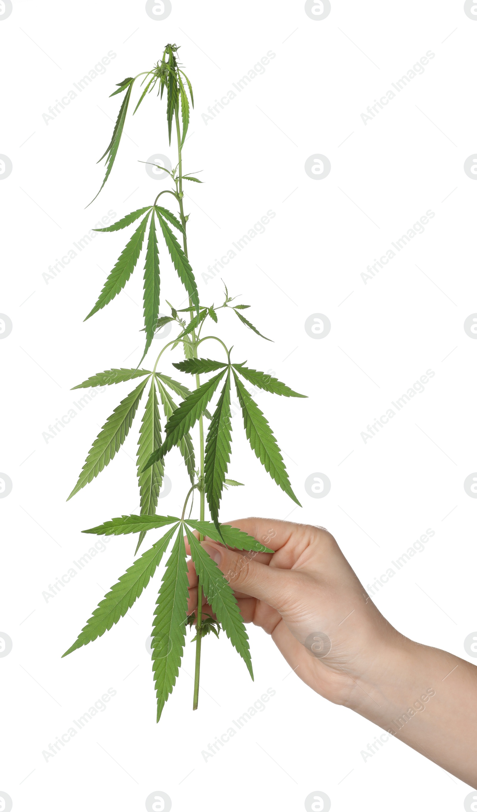 Photo of Woman holding hemp plant on white background, closeup