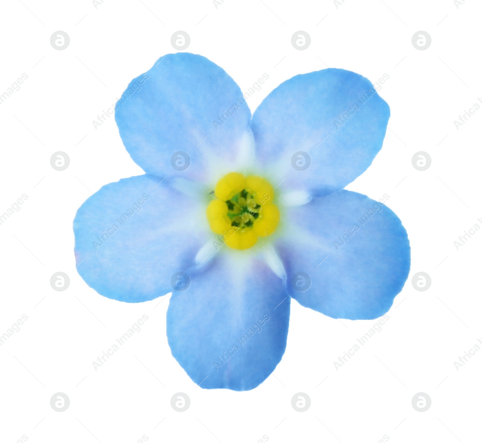 Photo of Amazing spring forget-me-not flower on white background