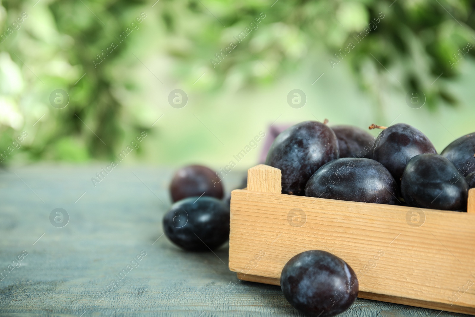 Photo of Delicious ripe plums in crate on wooden table against blurred background. Space for text