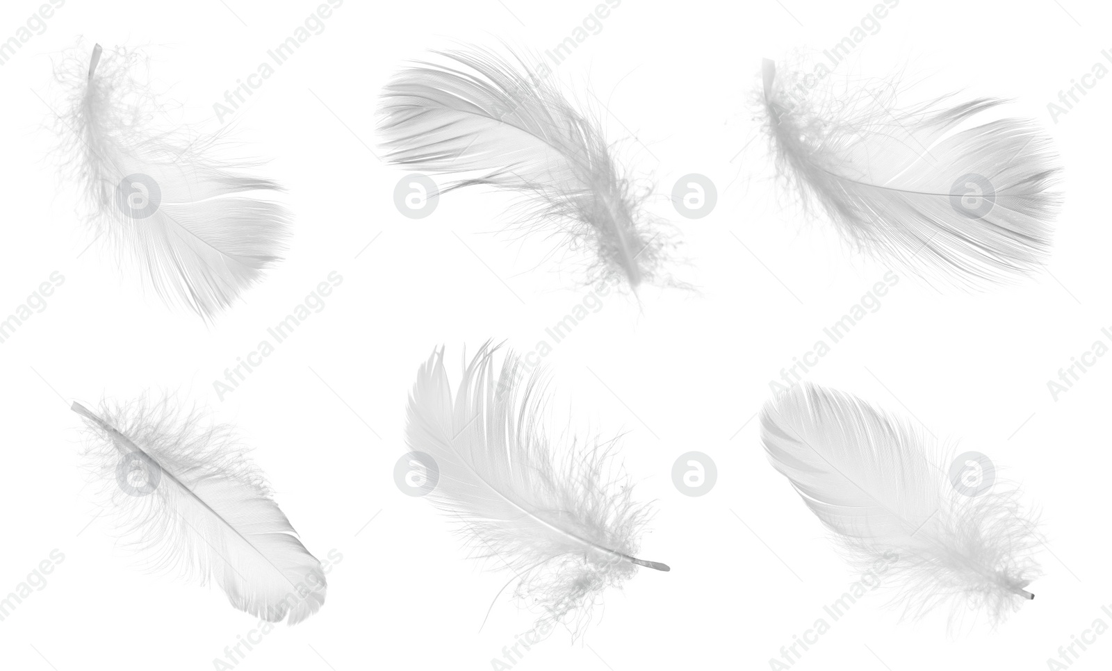 Image of Light feathers isolated on white, collection. Plumage