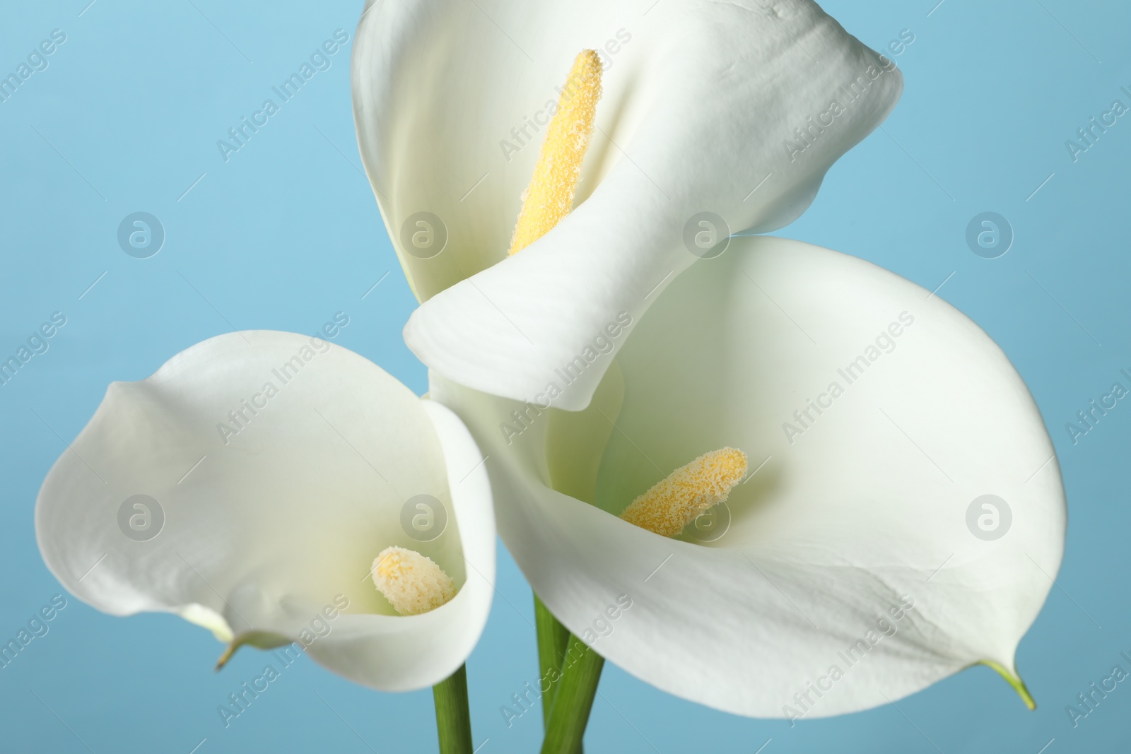 Photo of Beautiful calla lily flowers on light blue background, closeup