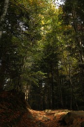 Photo of Picturesque view of many trees and stones near dry leaves in beautiful forest on autumn day, low angle view