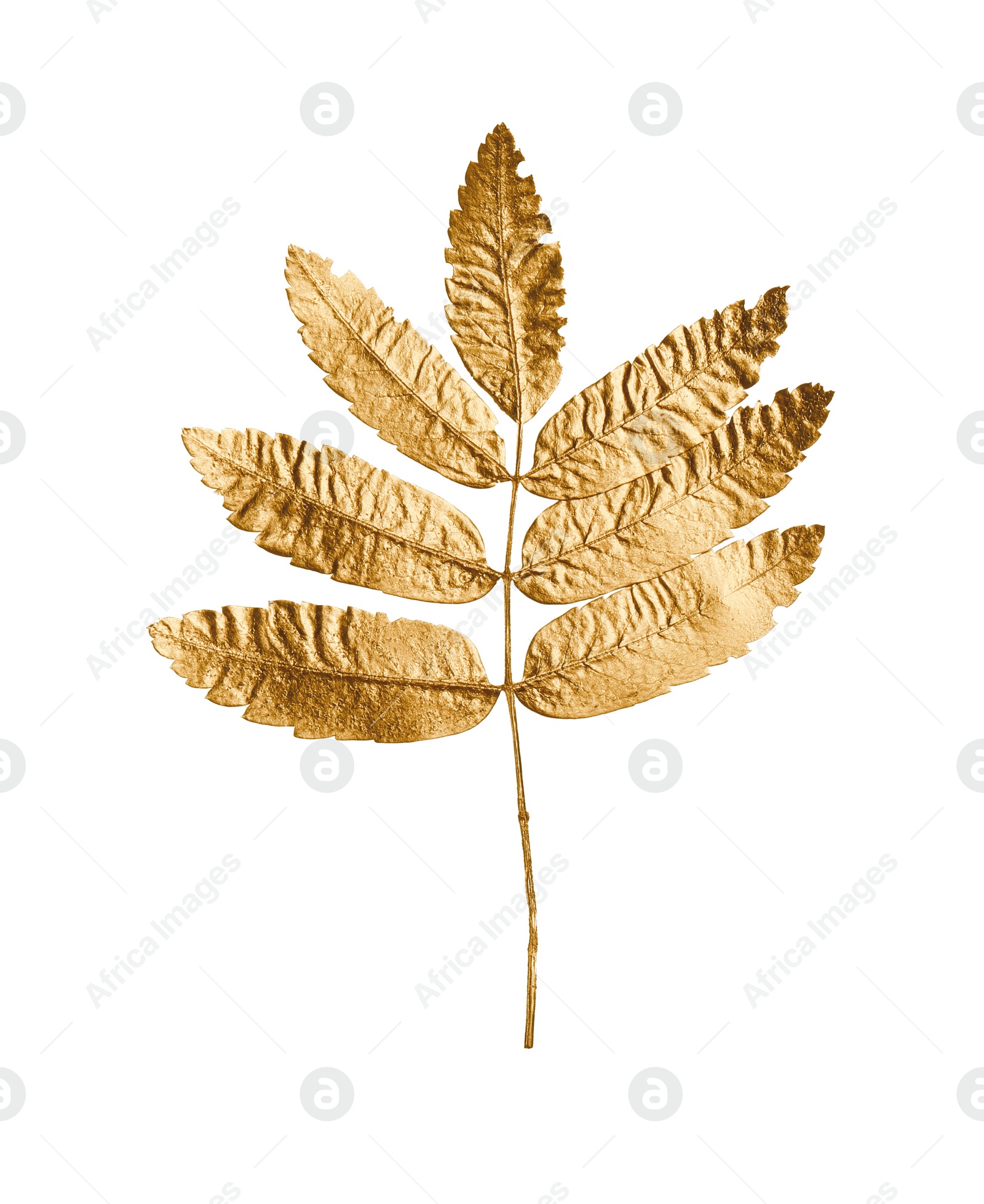 Photo of Twig of golden rowan leaves isolated on white. Autumn season