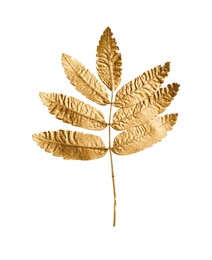 Photo of Twig of golden rowan leaves isolated on white. Autumn season