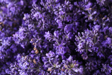 Beautiful lavender flowers as background, closeup view