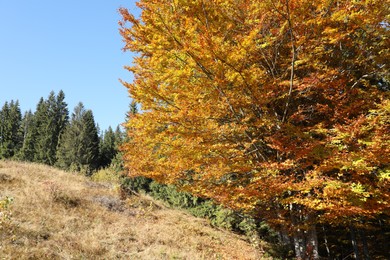 Photo of View of beautiful forest on sunny day in autumn