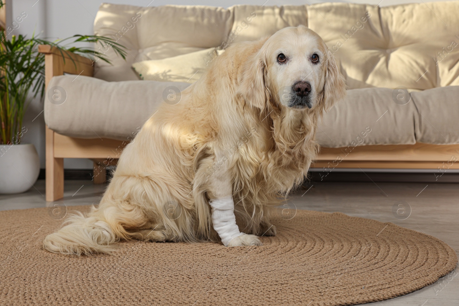 Photo of Cute golden retriever with bandage on paw at home