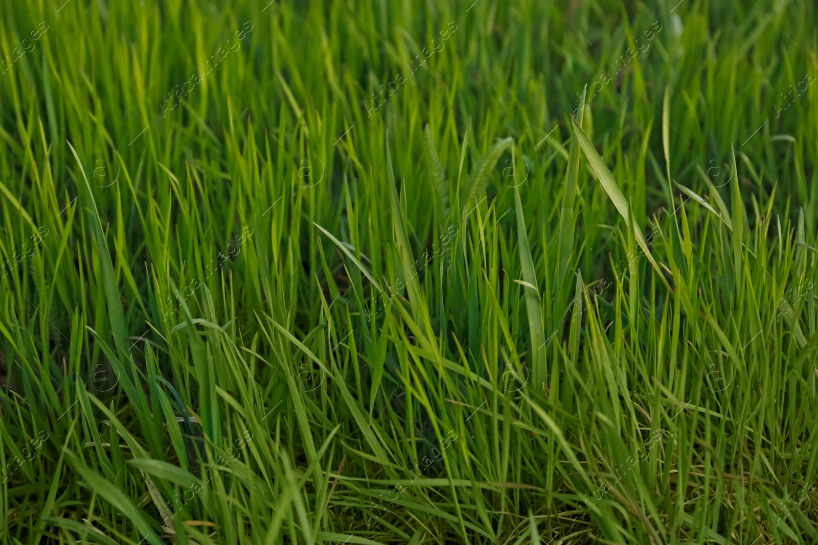 Photo of Green lawn with fresh grass outdoors, closeup