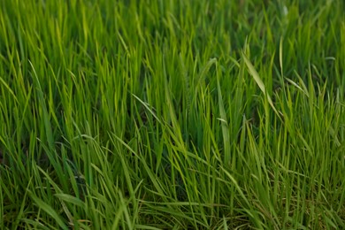 Green lawn with fresh grass outdoors, closeup