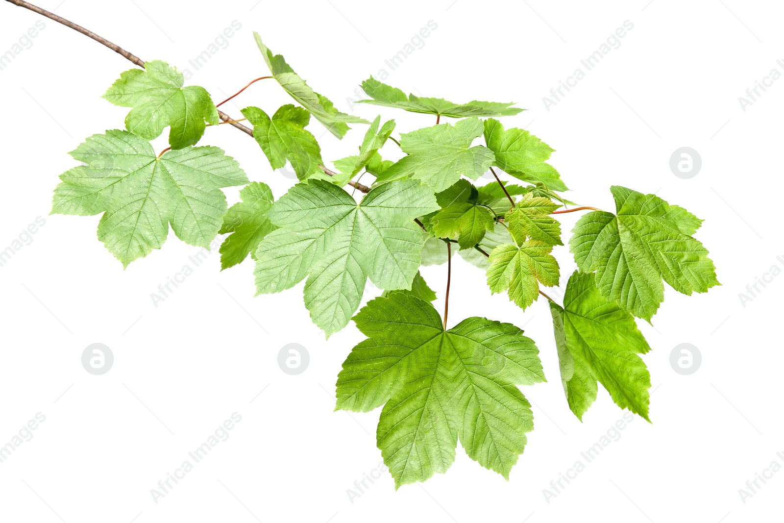 Photo of Branch of maple tree with young fresh green leaves isolated on white. Spring season