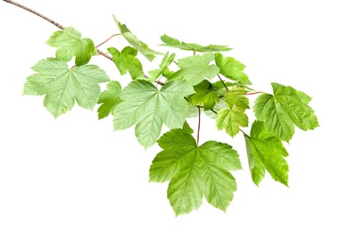 Photo of Branch of maple tree with young fresh green leaves isolated on white. Spring season