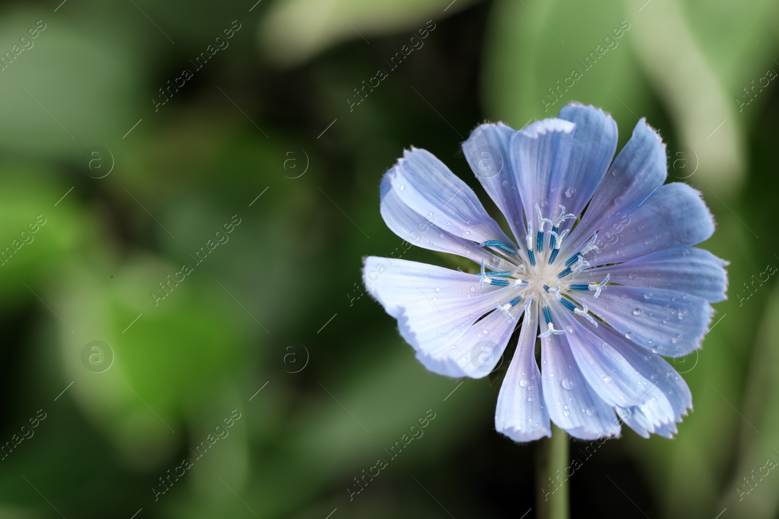 Photo of Beautiful blooming chicory flower growing outdoors, closeup. Space for text