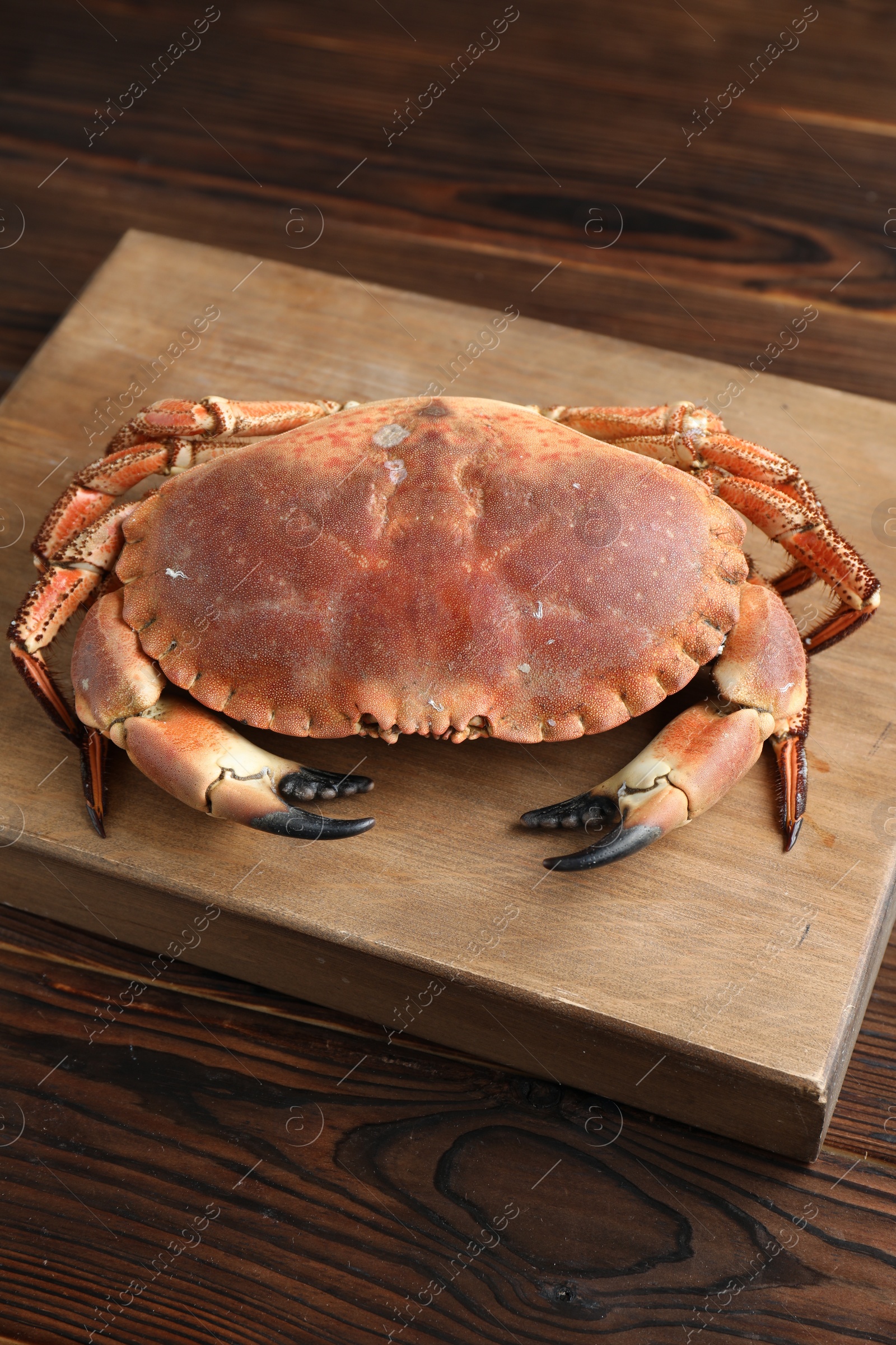 Photo of One delicious boiled crab on wooden table