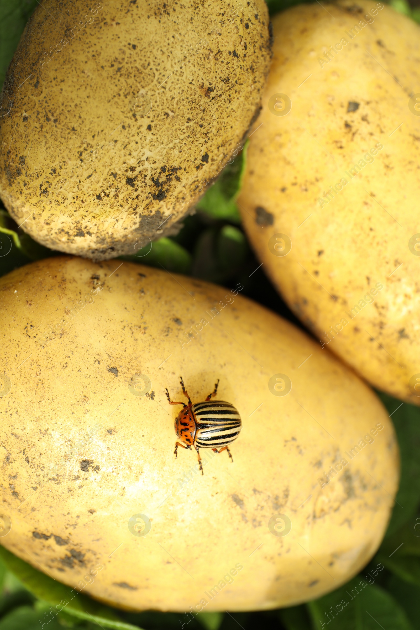 Photo of Colorado beetle on ripe potato outdoors, top view