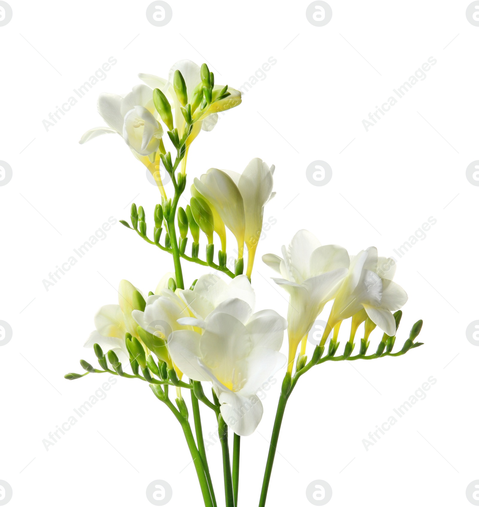 Photo of Beautiful freesia flowers on white background