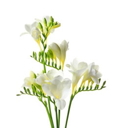 Photo of Beautiful freesia flowers on white background