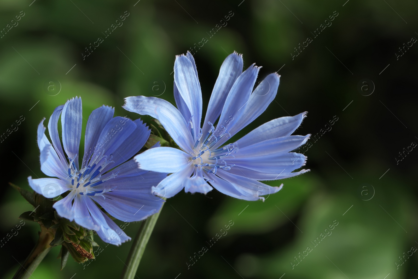 Photo of Beautiful blooming chicory flowers growing outdoors, closeup