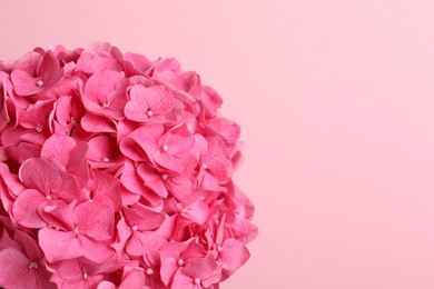 Photo of Beautiful bright hortensia flowers on pink background, closeup. Space for text