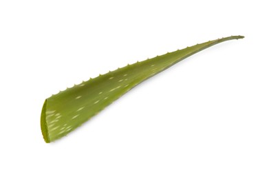 Photo of Green aloe vera leaf isolated on white