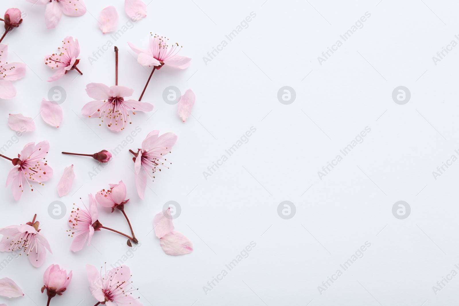 Photo of Beautiful spring tree blossoms and petals on white background, flat lay. Space for text