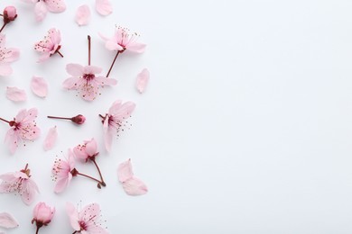 Photo of Beautiful spring tree blossoms and petals on white background, flat lay. Space for text