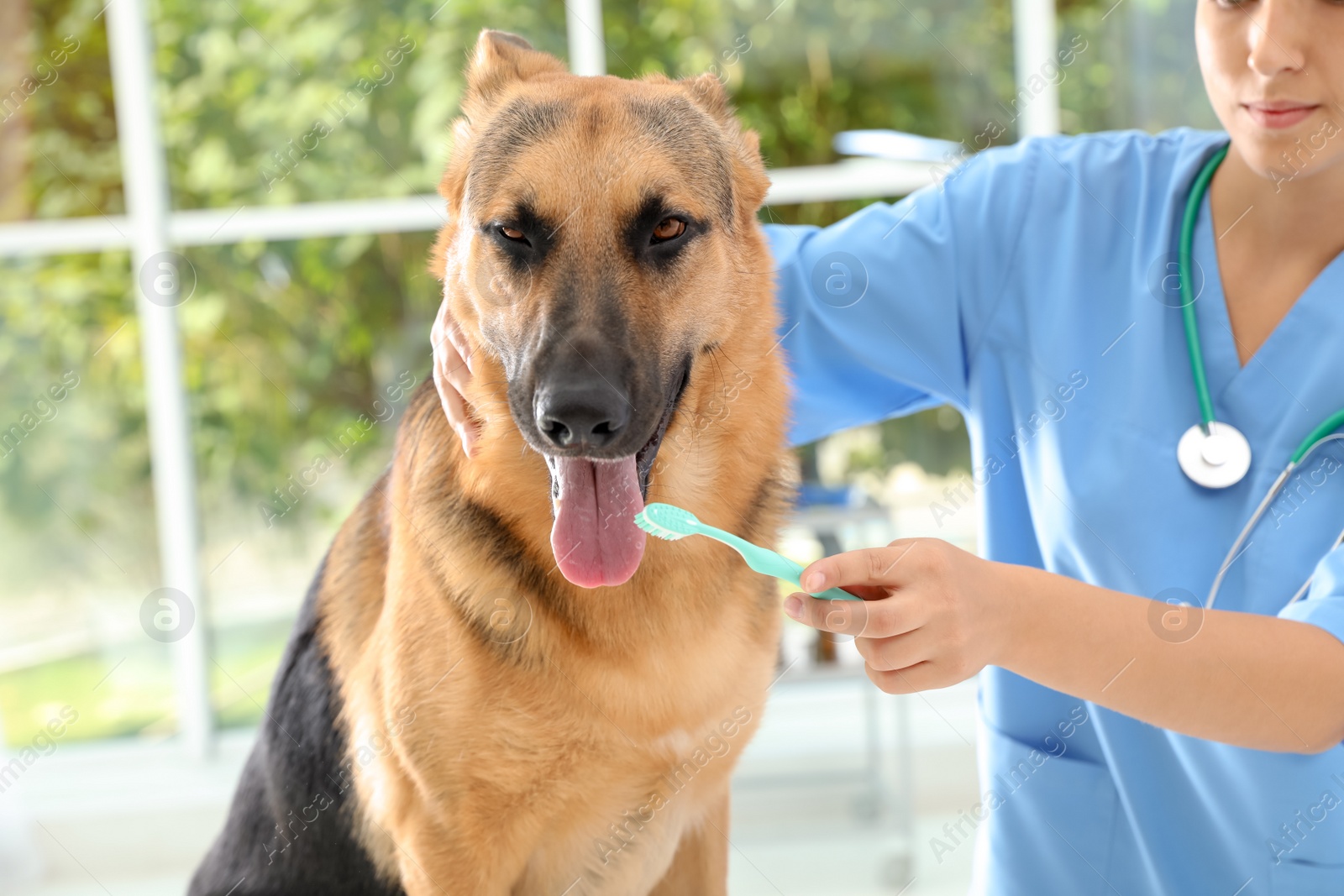 Photo of Doctor cleaning dog's teeth with toothbrush indoors. Pet care