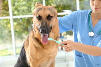 Photo of Doctor cleaning dog's teeth with toothbrush indoors. Pet care