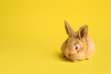 Photo of Adorable furry Easter bunny on color background, space for text