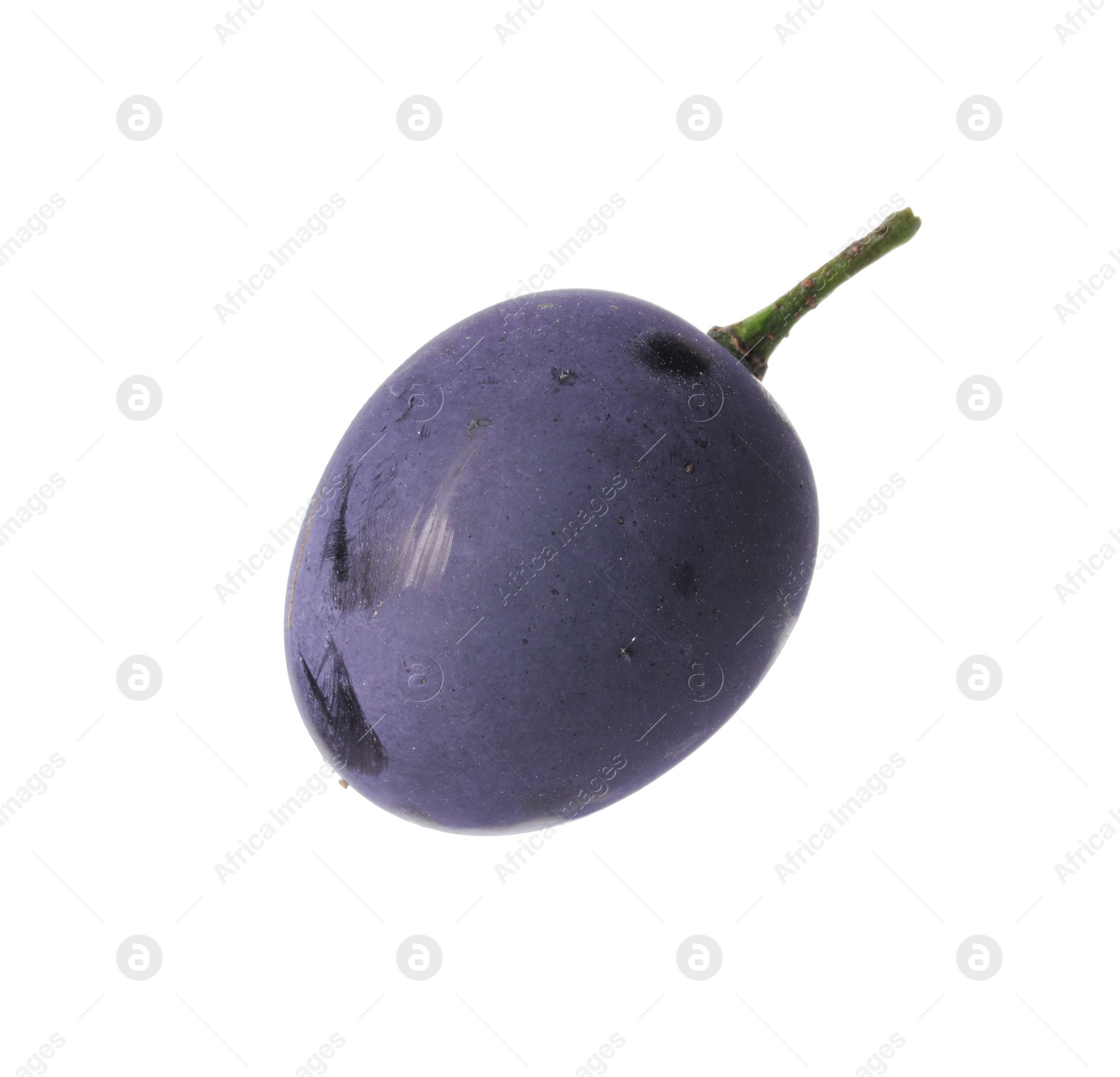 Photo of One ripe dark blue grape isolated on white