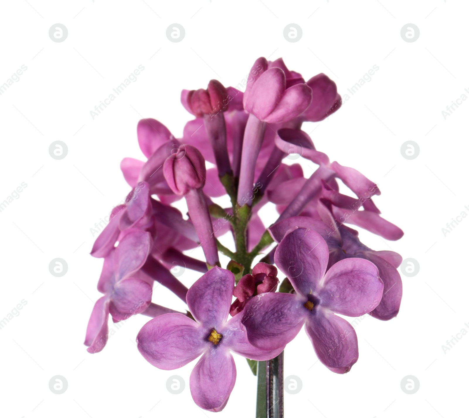 Photo of Beautiful purple lilac blossom isolated on white