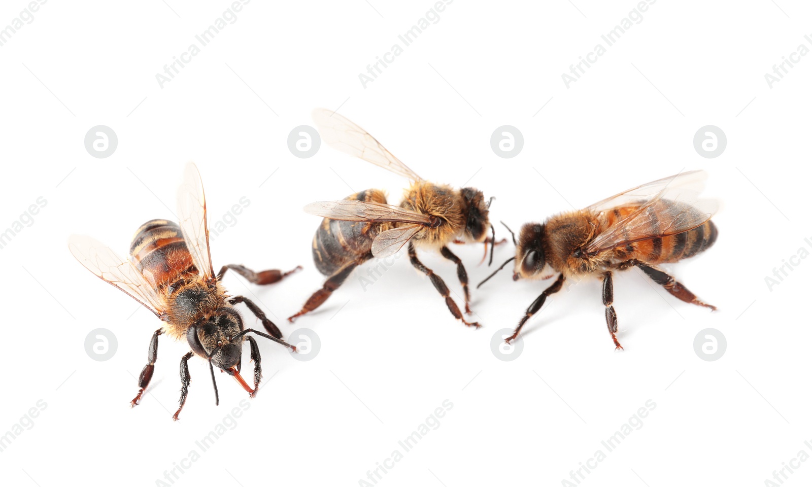 Photo of Beautiful honeybees on white background. Domesticated insects