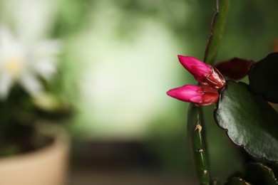 Photo of Beautiful Schlumbergera (Christmas or Thanksgiving cactus) against blurred background, closeup. Space for text