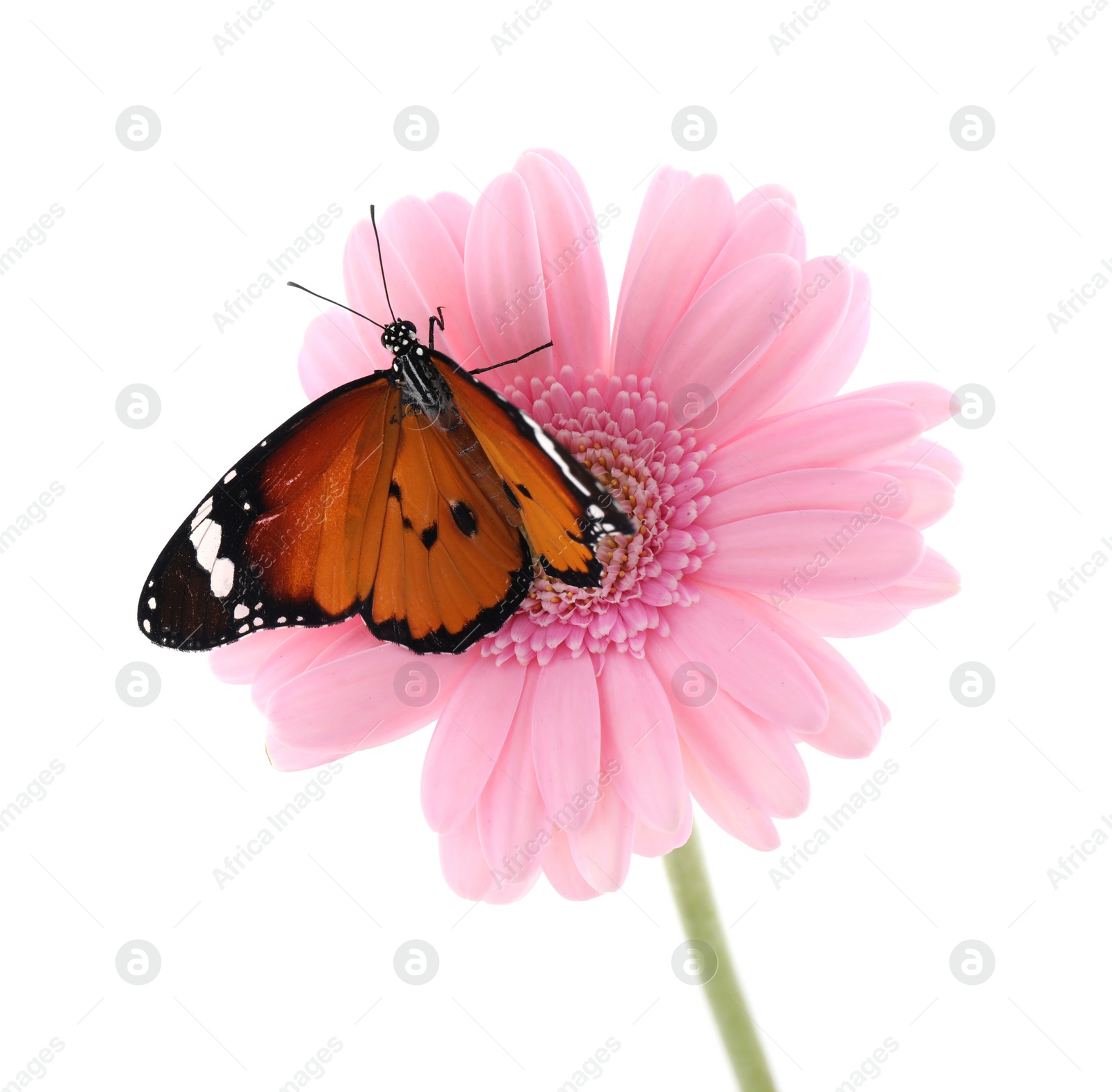 Photo of Flower with beautiful painted lady butterfly isolated on white