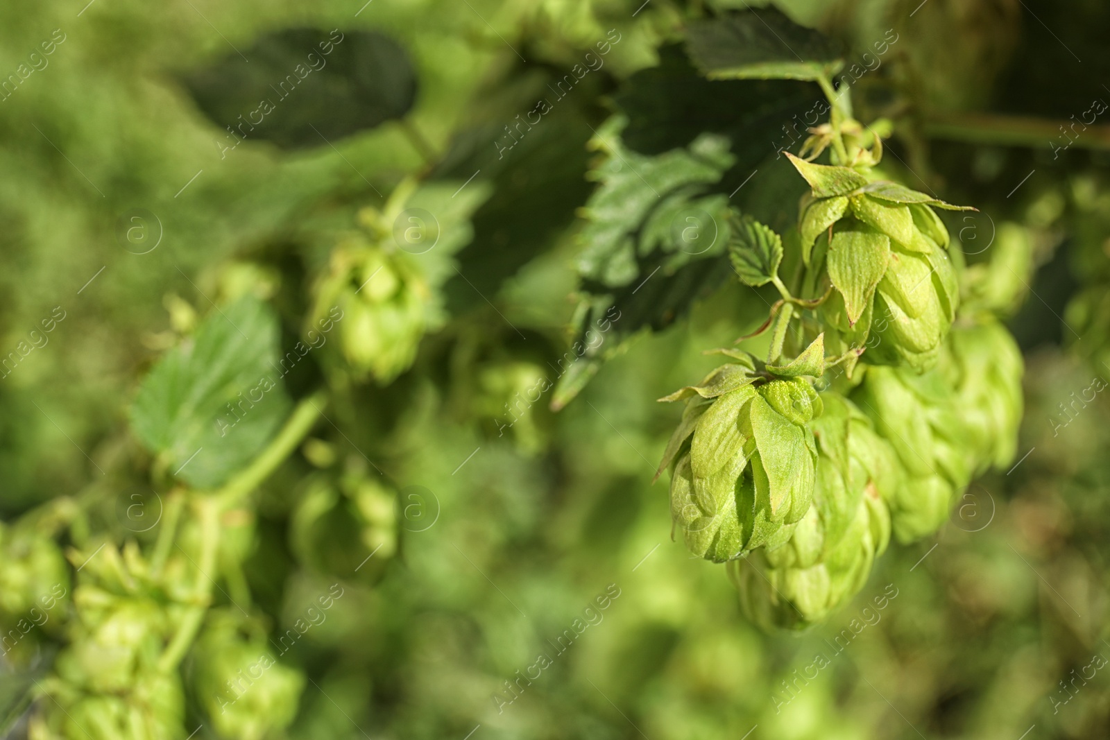 Photo of Fresh green hops on bine against blurred background. Beer production