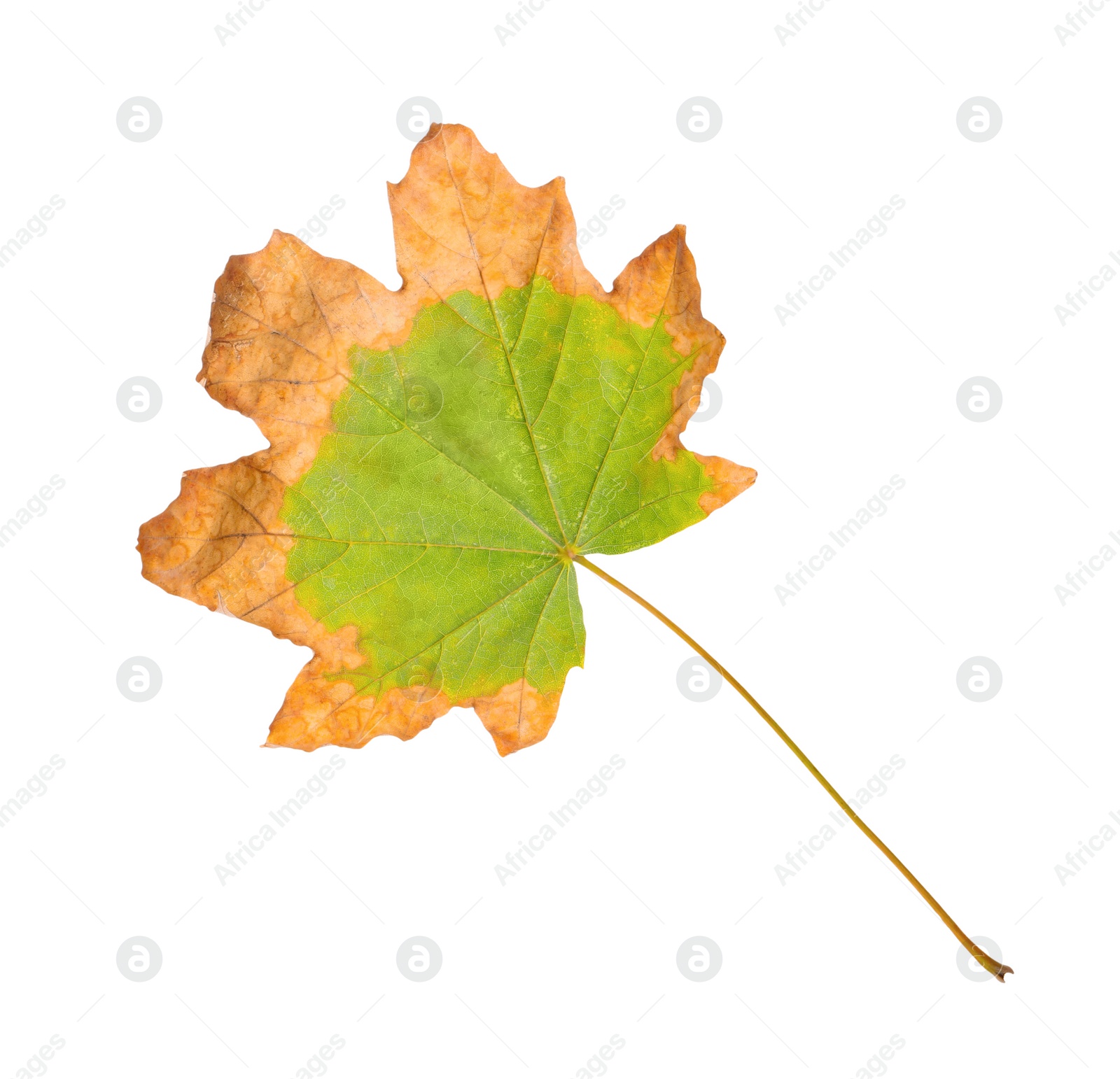 Photo of Beautiful leaf isolated on white. Autumn season